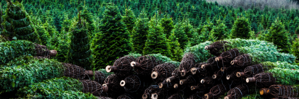 Feel-Good Firs: Real Xmas Trees or Bust 🎄