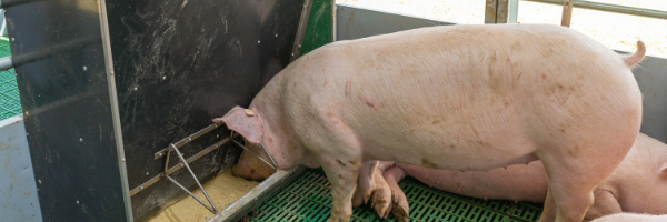 Hog Feed Fuels Fears for US Pork 🐷