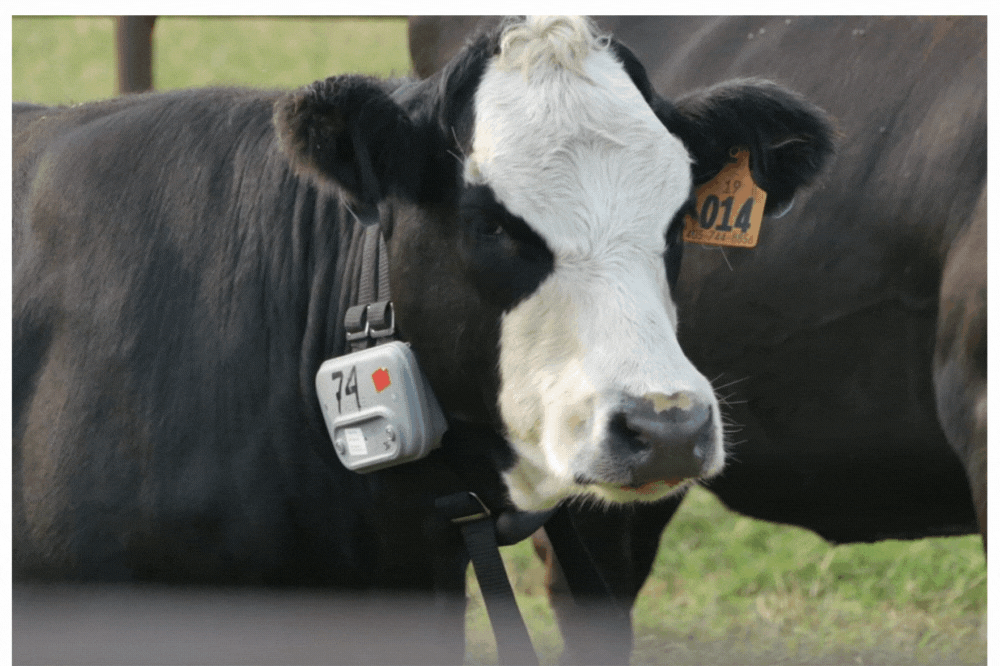 Cow Collar