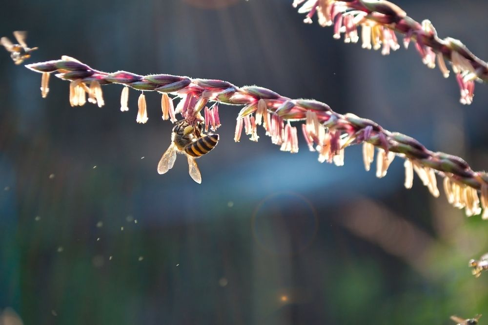 Bees on the Brink