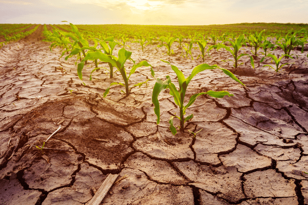 Drought in Corn