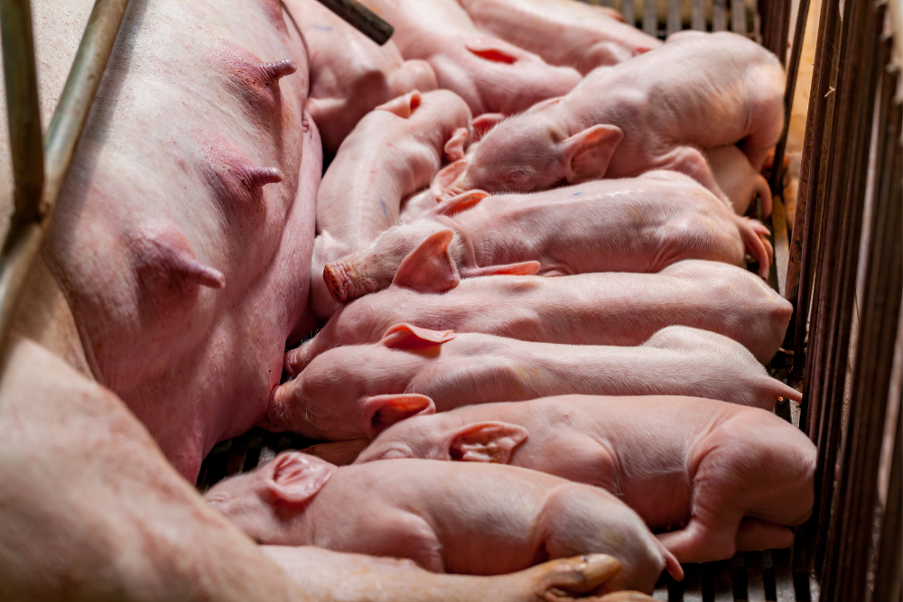 Prop 12 Puts Pork Production in Peril