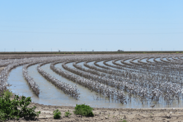 Flooded Cotton