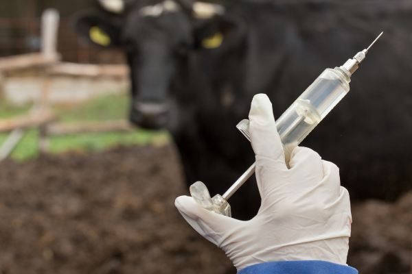 Cow Vaccine