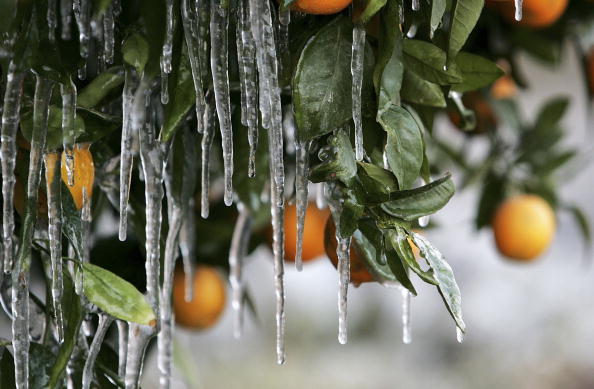 Frozen Florida Oranges