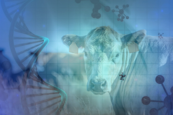 🐂 CRISPR Cattle on the Menu