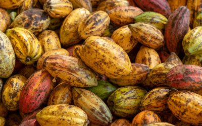 Cocoa’s Traceability Mission