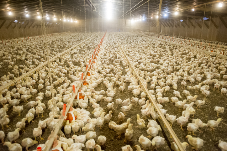DOJ Eyes Poultry Employment Practices