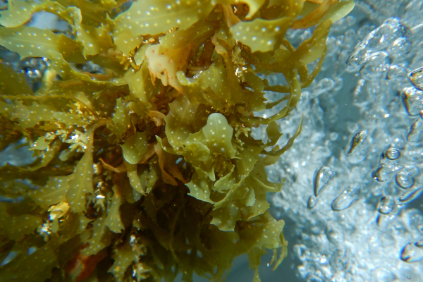 Seazing the Seaweed Moment