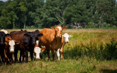 Transparent Cattle Markets Getting Muddier