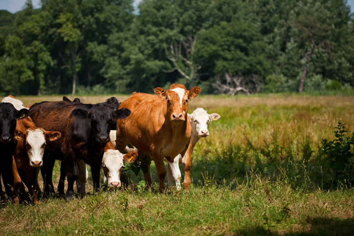 Transparent Cattle Markets Getting Muddier