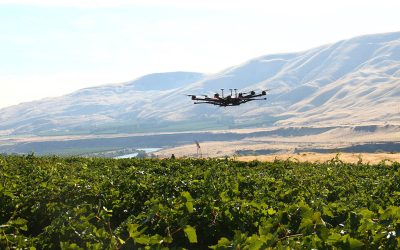 Smarter Scarecrows Guarding Grapes