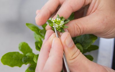 CoverCress: The Carbon Cover Crop