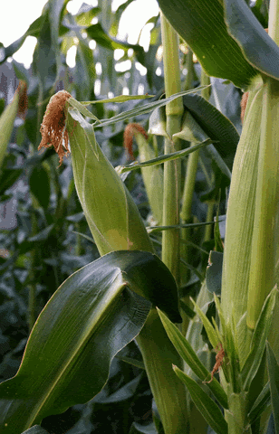 Tightening the Corn Belt – Pro Farmer Crop Tour