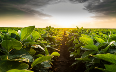 Supercharged Photosynthesis Elevates Soybean Yields