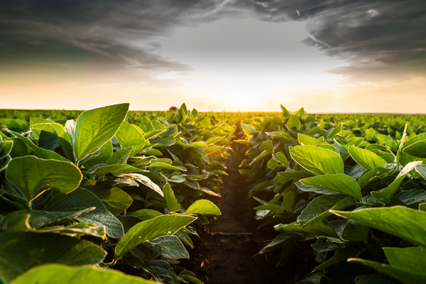 Supercharged Photosynthesis Elevates Soybean Yields