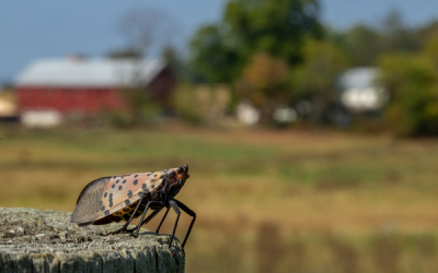 Lantern Flies Illuminate Agriculture Risk