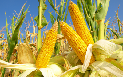 Mexican GM Corn Ban Looms