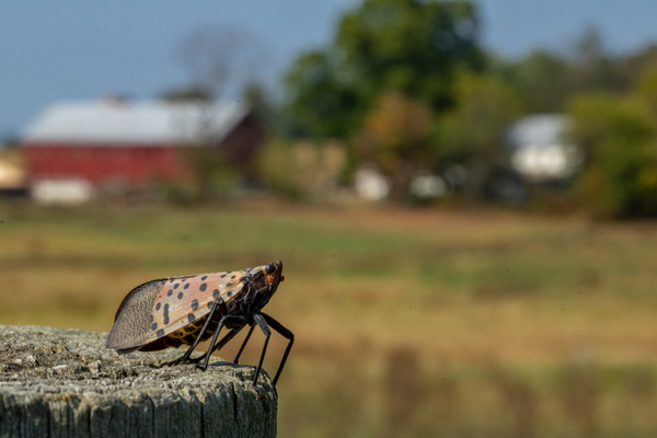 Lantern Flies Illuminate Agriculture Risk