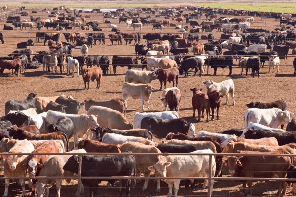 📈 Cattle Prices Continue Climbing