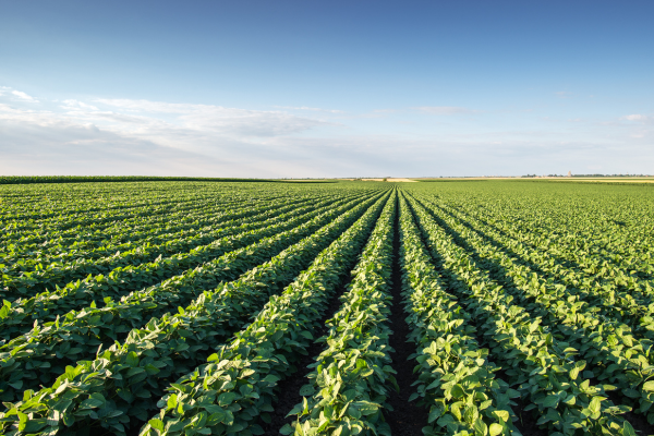 ⬆️ USDA Boosts Corn, Soybean, Wheat acres