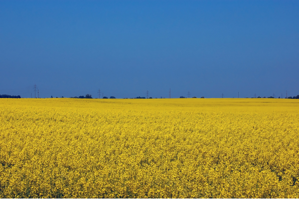 🇺🇦 Supporting Ukraine, Nyet its Grain