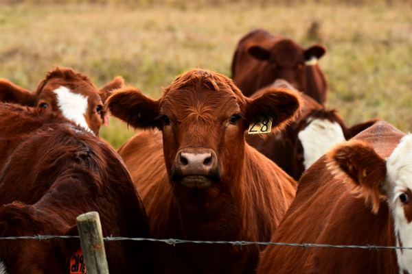 💪 Beefed-Up Cattle Prices