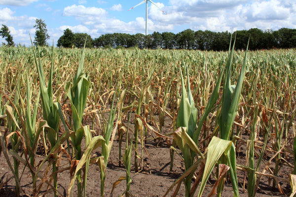 📉 Crop Conditions Tank: Drought Persists and Markets Respond