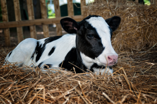 🐄 Milk Duds: Holstein’s Genetic Defect