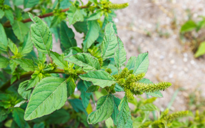 Killer Kochia and Prolific Pigweeds