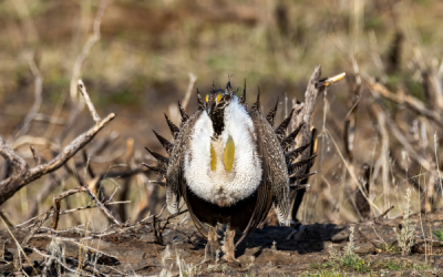 Grappling Grouse: Conservation for the Birds